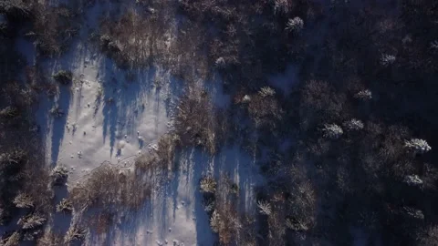 High aerial view winter forest 動画素材 170150020