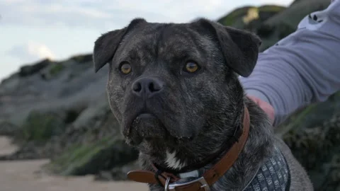 High Alert Dog On beach Stock-Footage 132066151