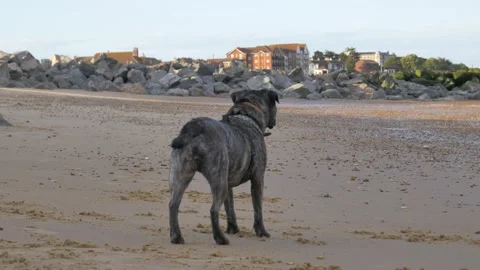 High Alert Dog On The Beach Stock-Footage 132066270