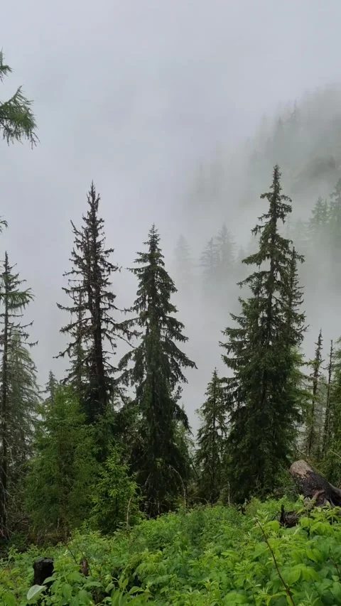 High alpine forest plunged into rain and fog Stock Footage 284711849