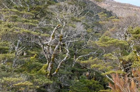 High alpine forest trees and vegetation background Stock Photos