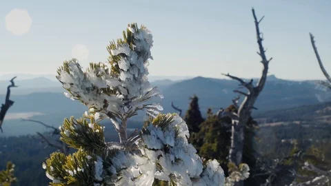 High alpine tree coated in snow Stock Footage 99803178