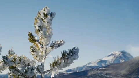 High alpine tree coated in snow Stock Footage 99803241