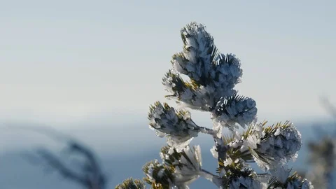 High alpine tree coated in snow Stock Footage 99803384