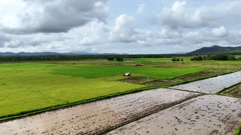 High-altitude aerial view of patchwork rice paddies at harvest, with multiple Video stock 336662164