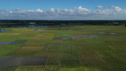 High altitude aerial view of vast agricultural paddy fields with water plot.. Video stock 342982005