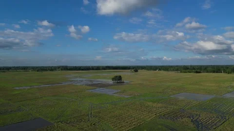 High altitude aerial view of vast agricultural paddy fields Vídeo Stock 342983458