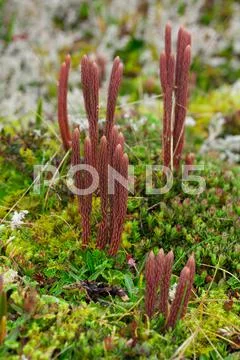 High Altitude Algae And Mosses Llanganates National Park Ecuador Stock Photos