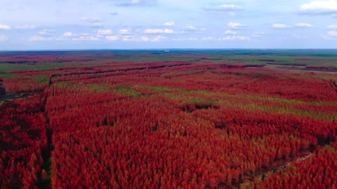 High altitude backward tracking of red and green forest, Gironde Stock Footage 332065563
