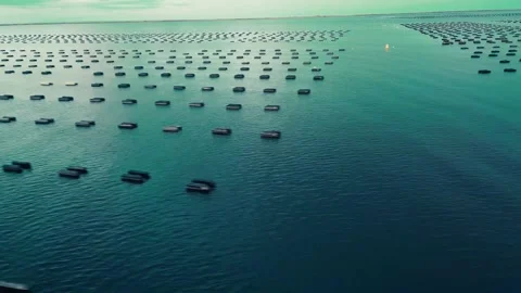 High Altitude Drone Flight Over Oyster Farm In The Atlantic Ocean Stock Footage 255145356