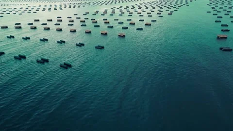 High Altitude Drone Flight Over Oyster Traps In The Atlantic Ocean Canada Video stock 255145387