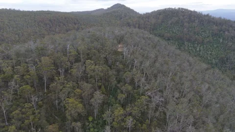 High-altitude flight over eucalyptus forest toward a remote mountain lookout. Stock-Footage 332542691
