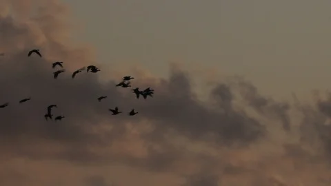 High altitude Geese in migration wintertime England 4k Video stock 117869293