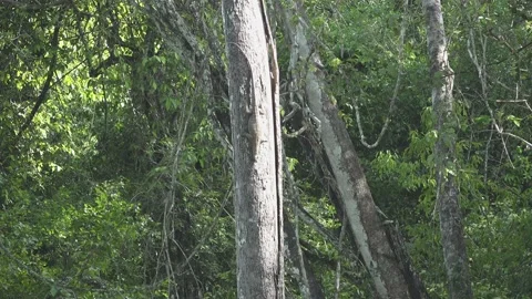 High Altitude Hunter Stock-Footage 157647673