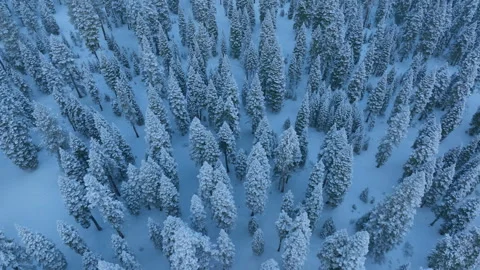 High altitude imagery showcasing winter forest patterns and pathways Stock Footage 321378564