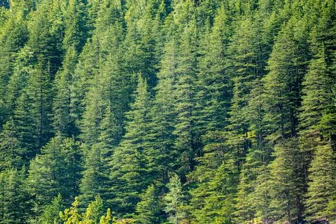 High altitude mountain forest with ever green Pine trees Foto stock