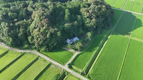 High Altitude Orbit of a Forest Temple in Rural Japan Stock Footage 321947218