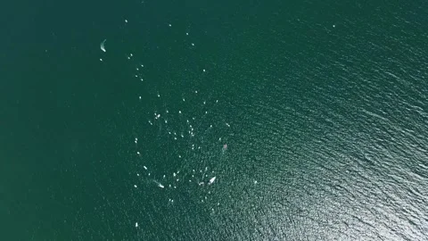 High Altitude Perspective Sailing School Boat Gathering Vacation Rich Seaside Stock Footage 274136755