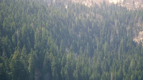 High-altitude Pine Tree Forest on a beautiful sunny day. Stock Footage 107602305