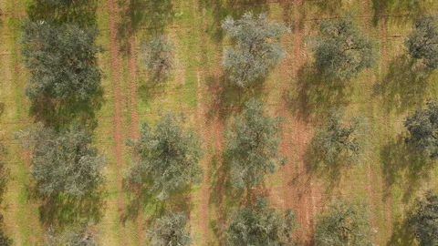 High Altitude rotating Drone View of Olive Terraces Video stock 331715059