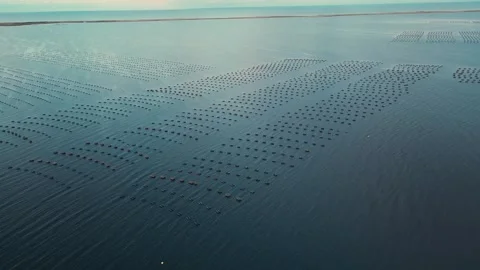 High Altitude Sideways Drone Flight Over Oyster Farm In The Atlantic Ocean Video stock 255145389