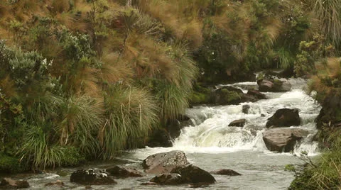 High altitude stream in Llanganates Nation Park, Ecuador Stock Footage