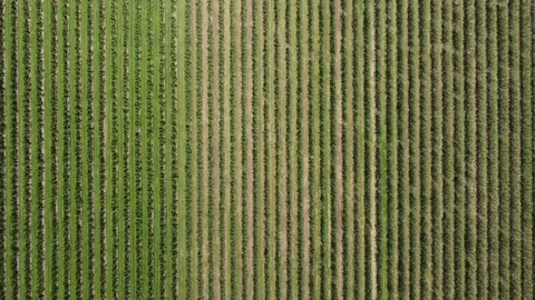 High altitude top down aerial view of apple orchard 4k Stock Footage 164560412