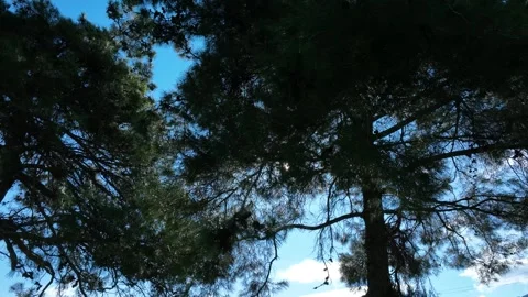 High-Altitude View of Vast Forested Mountains Under Clear Sky Stock Footage 321743814