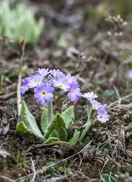 High altutide flowers, Zero Point, Sikkim, India High altutide flowers, Ze... Stock Photos