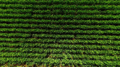 High angle abstract texture of fresh green cereal crop rows Stock Footage 335693856