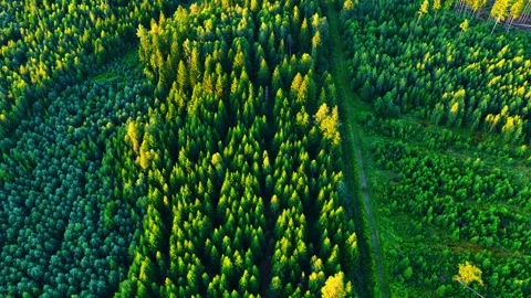High-angle aerial of a dense forest coniferous tree base of wind farm under Stock Footage 333319288