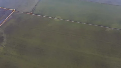 High Angle Aerial Drone Shot Of Algae In Flooded Rice Paddies Stock Footage 340454919