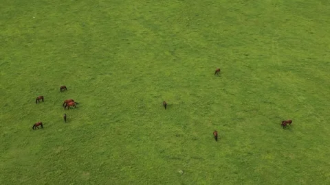 A high-angle aerial drone shot directly overhead showing cattle grazing across Vídeo Stock 345125728