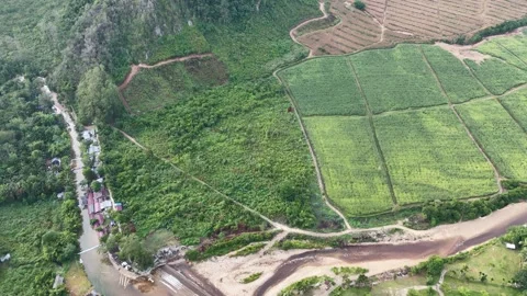 High angle aerial drone shot of structured green rice field plots, Stock Footage 346012372