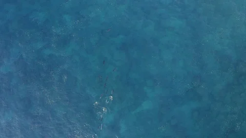 High angle Aerial drone View Of Dolphins playing in Turquoise Blue Ocean Video stock 103285526