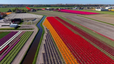 High-angle aerial drone view of multicolored flower fields with red, orange.. Видео 336220137
