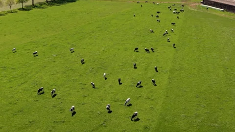 High-angle aerial drone view of a herd of black and white dairy cows grazing Stock Footage 336401193