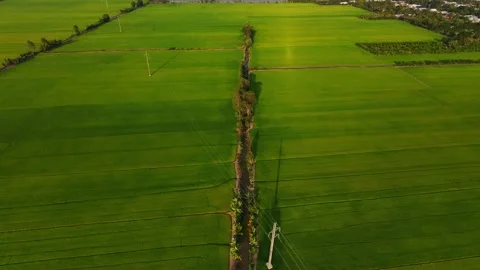 High angle aerial flight over irrigation canal bisecting green rice fields Stock Footage 342926777
