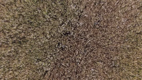 A high angle aerial perspective reveals the dense texture of a ripening wheat Stock Footage 337962121