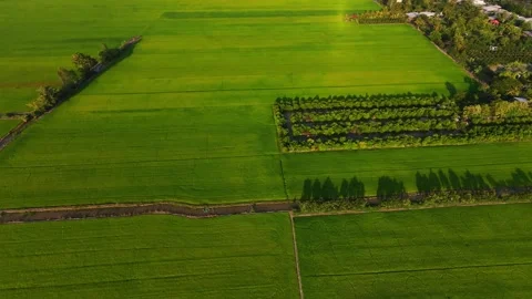 High angle aerial shot of fruit orchard surrounded by green rice fields Stock-Footage 342926657