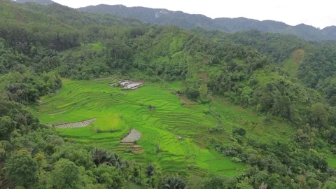 High-Angle Aerial Shot of Lush Green Terraced Rice Fields Stock Footage 343858569