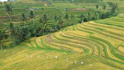 High angle aerial shot of rice fields in Bali, Indonesia Video stock 88729056