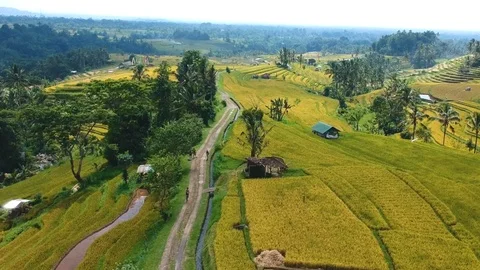 High angle aerial shot of rice fields in Bali II, Indonesia Video stock 88737129