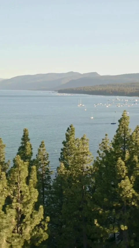 High angle aerial shot slowly descends over tall evergreen Video stock 333159672
