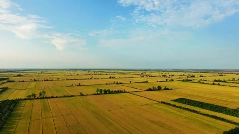 High angle aerial shot of vibrant golden rice fields before harvest Stock Footage 337532522