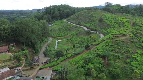 High-Angle Aerial Shot of Winding Road Through Tea Plantation and Hills Stock Footage 343858553