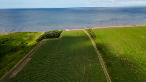 High-angle aerial view of agricultural crop fields near ocean coast, PEI, Canada Vidéo 340516875