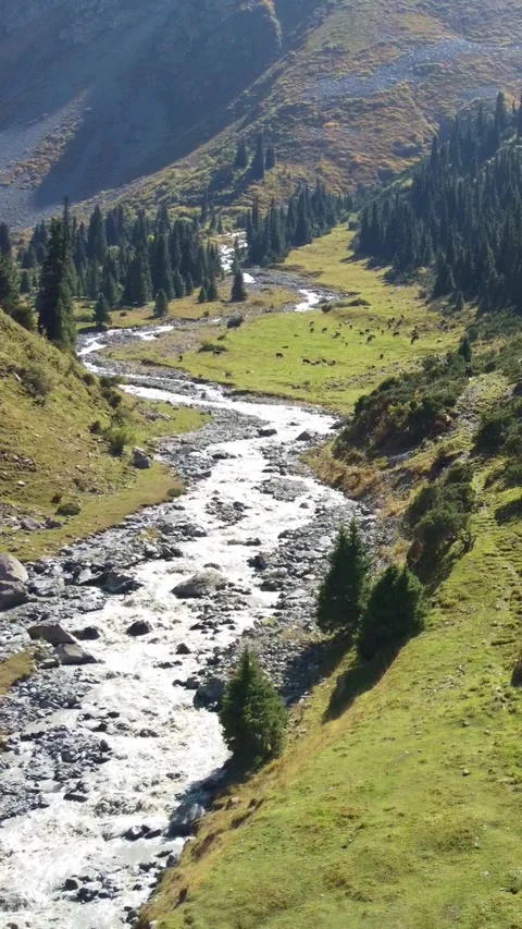 High angle aerial view of Arashan river valley with spruce forest and mountains Vídeos de archivo 336688160