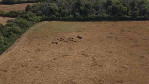 High angle aerial view of black cows herd in vast dry pasture field video stock Stock Footage 343783355