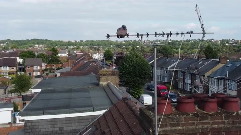 High Angle Aerial view of British Town Luton England Video stock 221192839